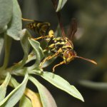 Wasp.jpg