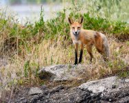 Fox-200.jpg