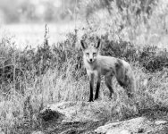 Fox-201.jpg