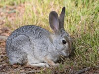 Rabbit.jpg