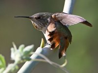 Hummer5.jpg