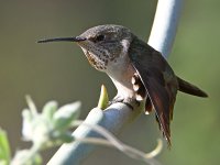 Hummer7.jpg