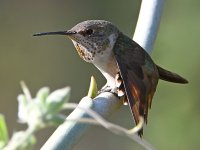 Hummer8.jpg