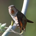 Hummer10.jpg
