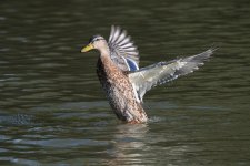 DSC_2185.jpg