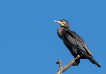 DSC_2230v4.jpg