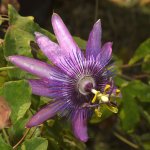 Passiflora3.jpg
