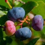 DSC_0619.jpg