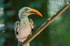Knoxville Zoo--3.jpg