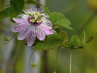 Passiflora2.jpg