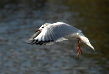 in flight2.jpg