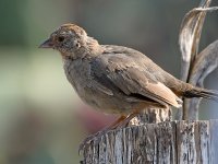Towhee.jpg