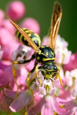 Wasp-201.jpg