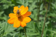 _DSC4376.jpg