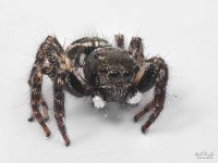 Jumping Spider.jpg