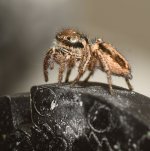Spider2.jpg