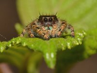 Spider6.jpg