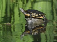 Turtle.jpg