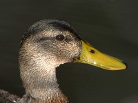 Duck.jpg