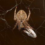 Spider.jpg