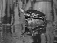 TurtleBW.jpg