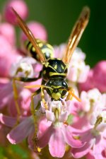 Wasp-202.jpg