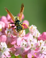 Wasp-203.jpg