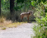 Coyote-200.jpg
