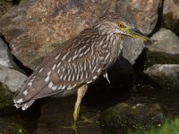 BlackHeron2.jpg