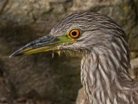 BlackHeron13.jpg