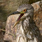 BlackHeron16.jpg