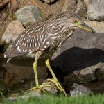BlackHeron9.jpg