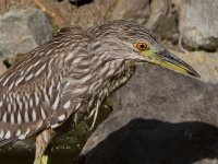 BlackHeron10.jpg