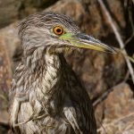 BlackHeron14.jpg