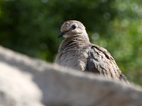 Dove.jpg