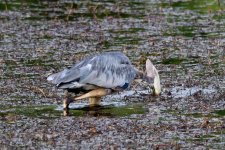 BlueHeron-282.jpg