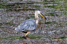 BlueHeron-292.jpg