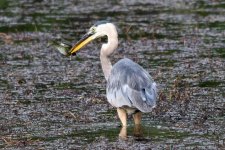 BlueHeron-293.jpg