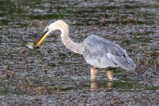 BlueHeron-294.jpg