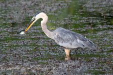 BlueHeron-295.jpg