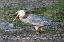 BlueHeron-296.jpg