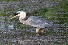 BlueHeron-297.jpg