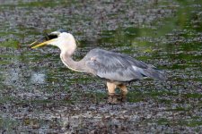 BlueHeron-298.jpg