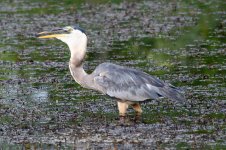 BlueHeron-299.jpg