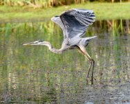 BlueHeron-300.jpg