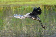 BlueHeron-301.jpg