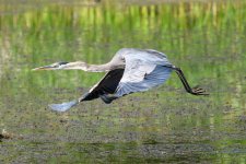 BlueHeron-302.jpg
