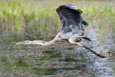 BlueHeron-303.jpg