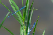 _DSC7035-Edit.jpg