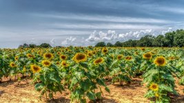 sunflowers-.jpg